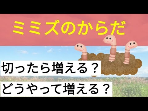 切ったら増えるの？ミミズのからだについて