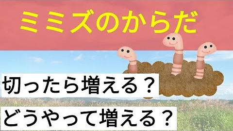 ミミズの中に入れる