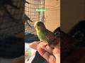 Budgies Little Angels 🥰 #budgies #budgiesbaby #petlover #shorts #ytshorts #youtubeshorts
