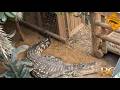 Man arrested after 3-year-old boy critically injured in crocodile enclosure