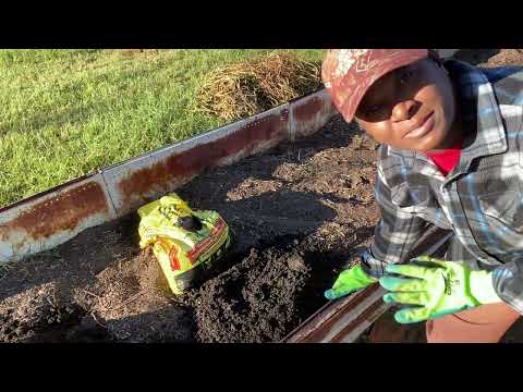 Planting Fall Carrots Zone 8A