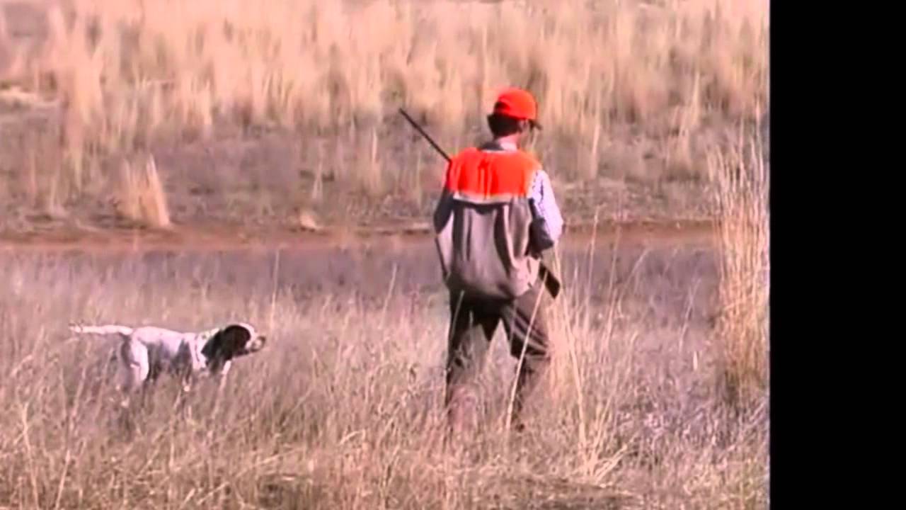 Colorado Upland Bird Hunting Gunnison River Expeditions Part 1 YouTube
