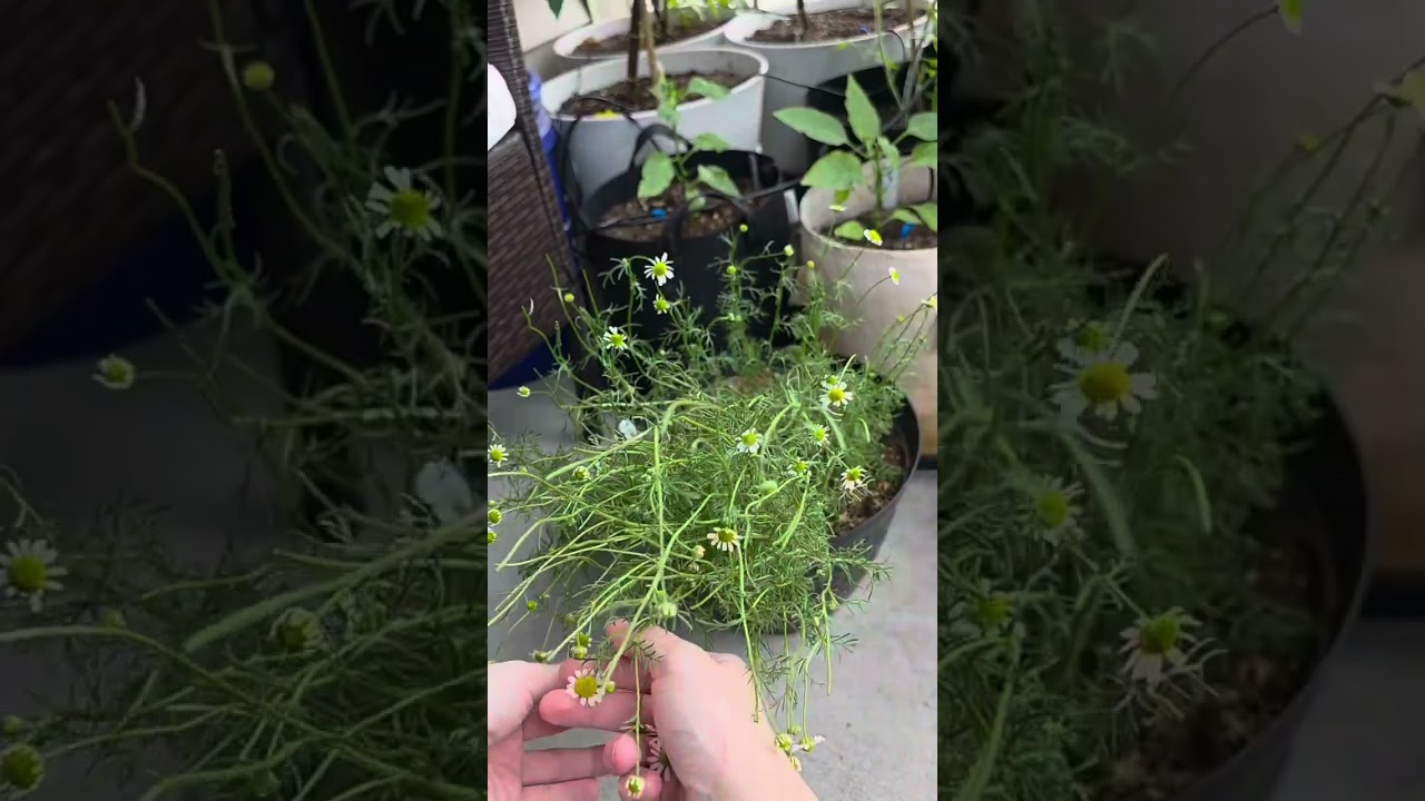 Chamomile Harvest 🌼