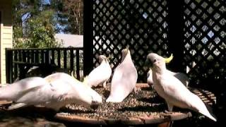 Cockatoo Feeding