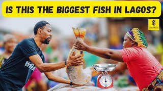 We Found The Biggest Fish In Lagos | Makoko Fish Market | Oluwo Fish Market | Law School Fish Market