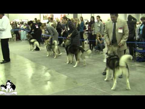 Интернациональная Выставка Собак CACIB-FCI-РКФ Россия 2011