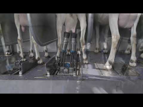 Geiten melkcarrousel dairymaster melk-machine klepjes / Goat milking system Dairymaster Swiftflo