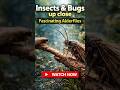 What Are Alderflies Actually Doing #insects #wildlife