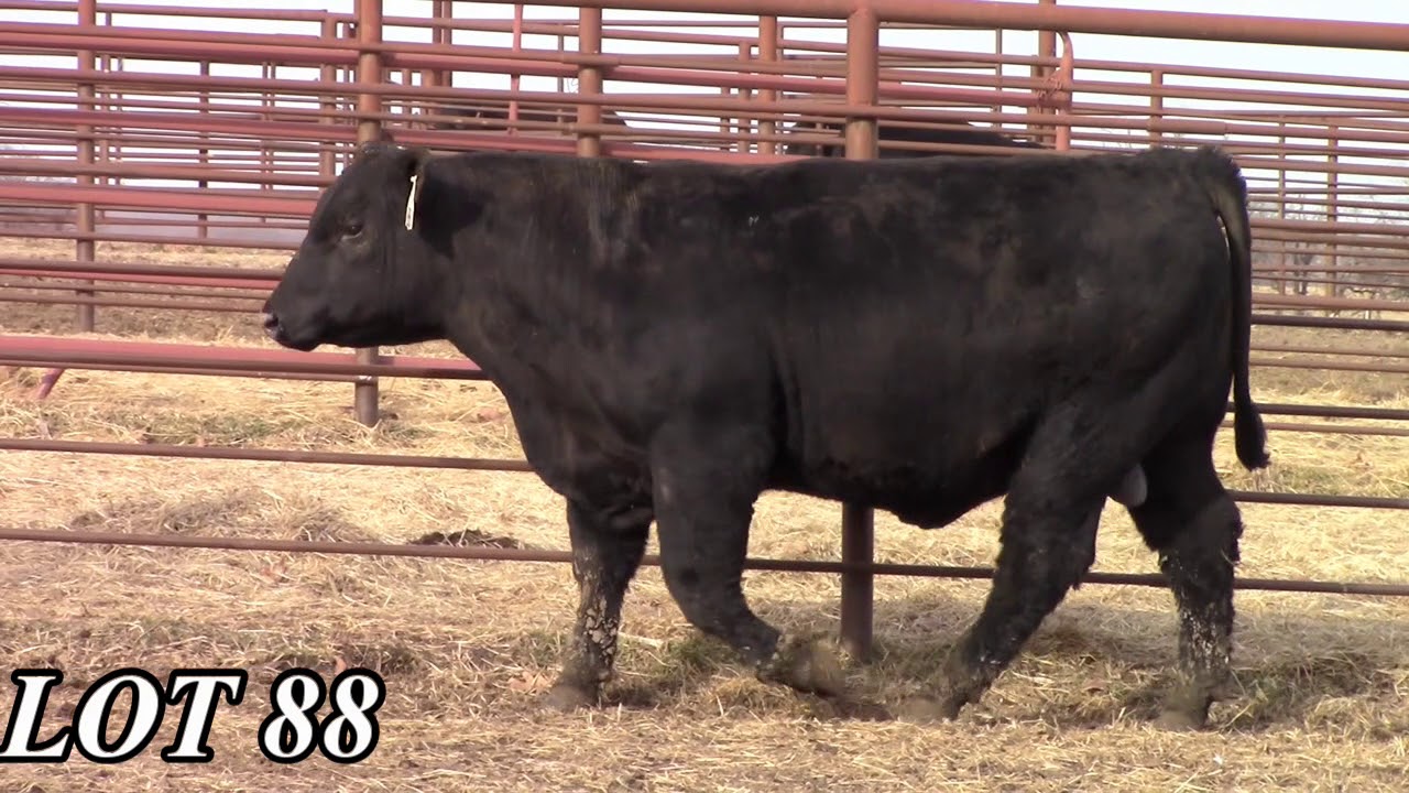 Mead Angus Farms Lot 88 YouTube