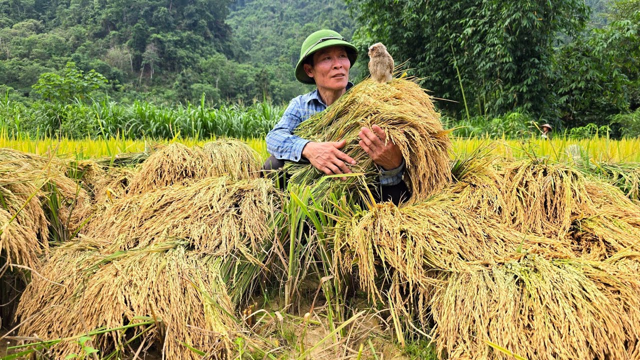 250 Days: Harvest Agricultural ( Paddy, Duck's Egg, Results Whip, Pineapple ) Go To Market Sell