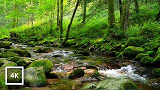 Forest Stream Sounds for Sleep 🌿 Birdsong & Water (4K Nature Ambience)