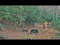 Best bear hound hunting film of all time