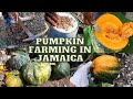 Pumpkin HARVEST / PLANTING / BENEFITS / HOW to TELL a Pumpkin is RIPE / Pumpkin Farming in JAMAICA