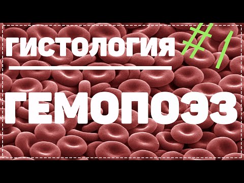 Гемопоэз / Кроветворение / КАК ОБРАЗУЕТСЯ КРОВЬ / Гистология