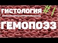 Гемопоэз / Кроветворение / КАК ОБРАЗУЕТСЯ КРОВЬ / Гистология