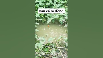 Câu cá rô đồng đi phao thấy mê @chuachactv