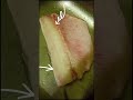 Когда разделал налима наисвежайшего😁 видео скинула подруга, моё оформление.