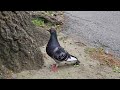 GRACEFUL PIGEONS #3,892 #graceful #pigeons #peaceful