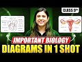 Class 9 ICSE Biology Most Important Diagrams 🔥 | Full Syllabus One Shot | Must Watch