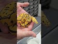 Update on the hatchlings!
