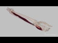 3D Ulnar Nerve