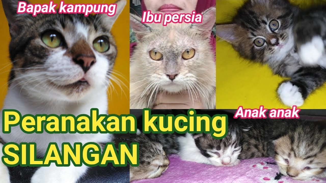 Peranakan kucing SILANGAN kampung VS persia medium//miu meow - YouTube