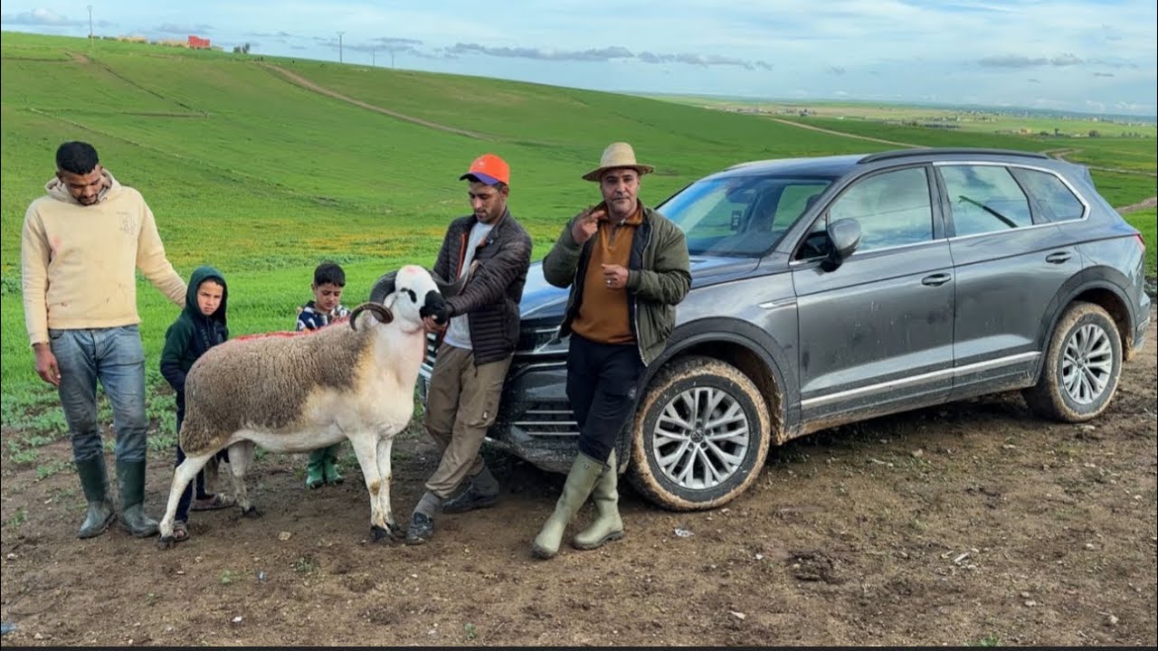 الربح مضمون مع الأغنام 🐑 الصردية و لا شيء إلا الأغنام الصردية