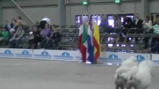 2011 CACIB Dogshow Goes / Brace class/koppel klas