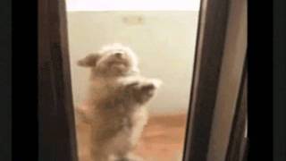 Hyphos Dance Until You Just Cant Stop