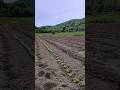 Direct seeding at the farm farming seeding homestead shorts gardening