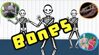 N*Gen "Bones and Fossils" - full episode