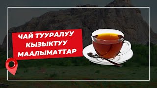 Чай Тууралуу Кызыктуу Маалыматтар