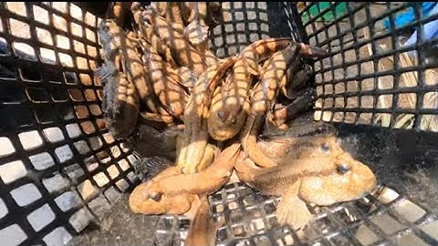 một ngày vào rừng săn bắt cá thòi lòi gặp ngay bày cá (lê nghiã cần giờ)