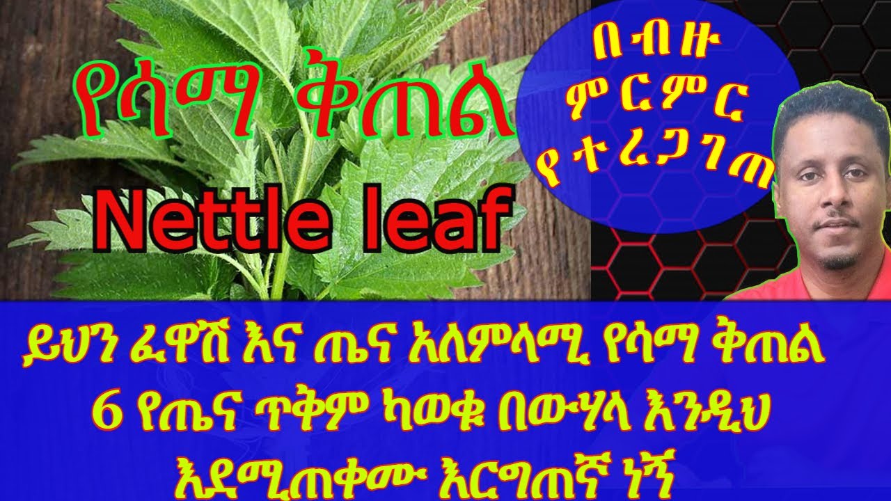 Ethiopia | ይህን ፈዋሽ እና ጤና አለምላሚ የሳማ ቅጠል 6 የጤና ጥቅም ካወቁ በውሃላ እንዲህ እደሚጠቀሙ እርግጠኛ ነኝ | በብዙ ምርምር የተረጋገጠ
