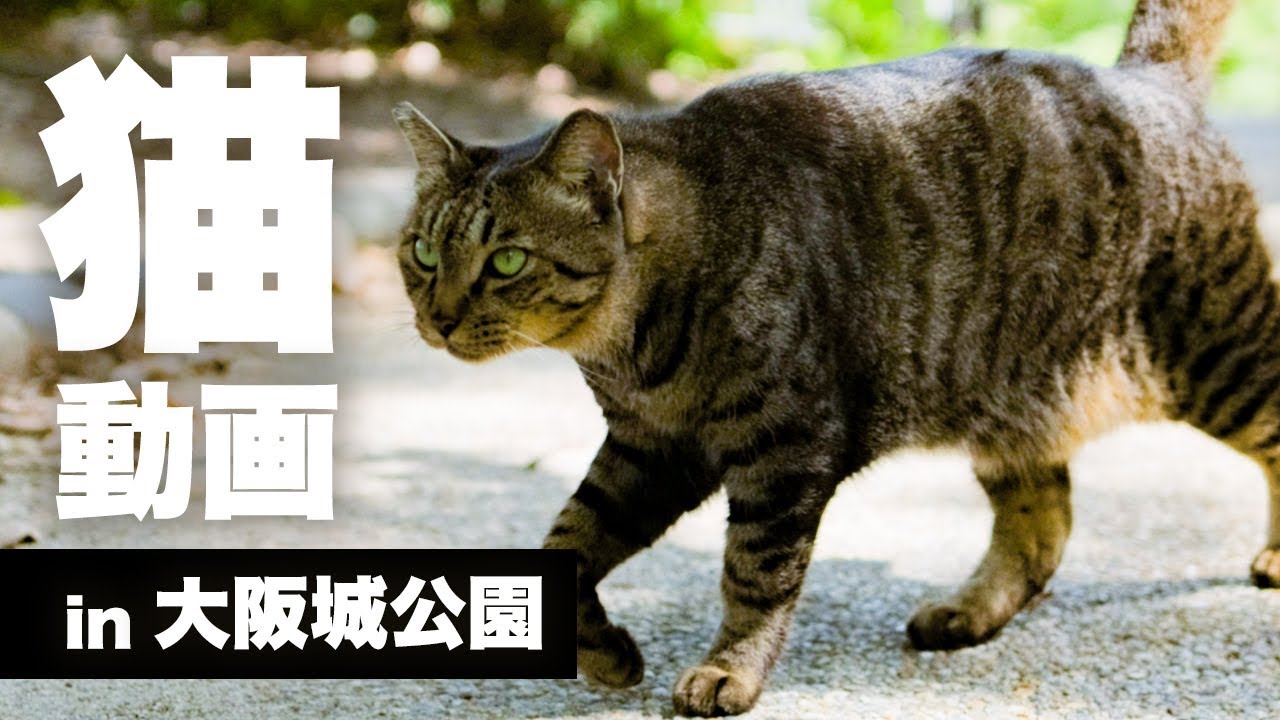 大阪の猫 hq720.jpg?sqp=-