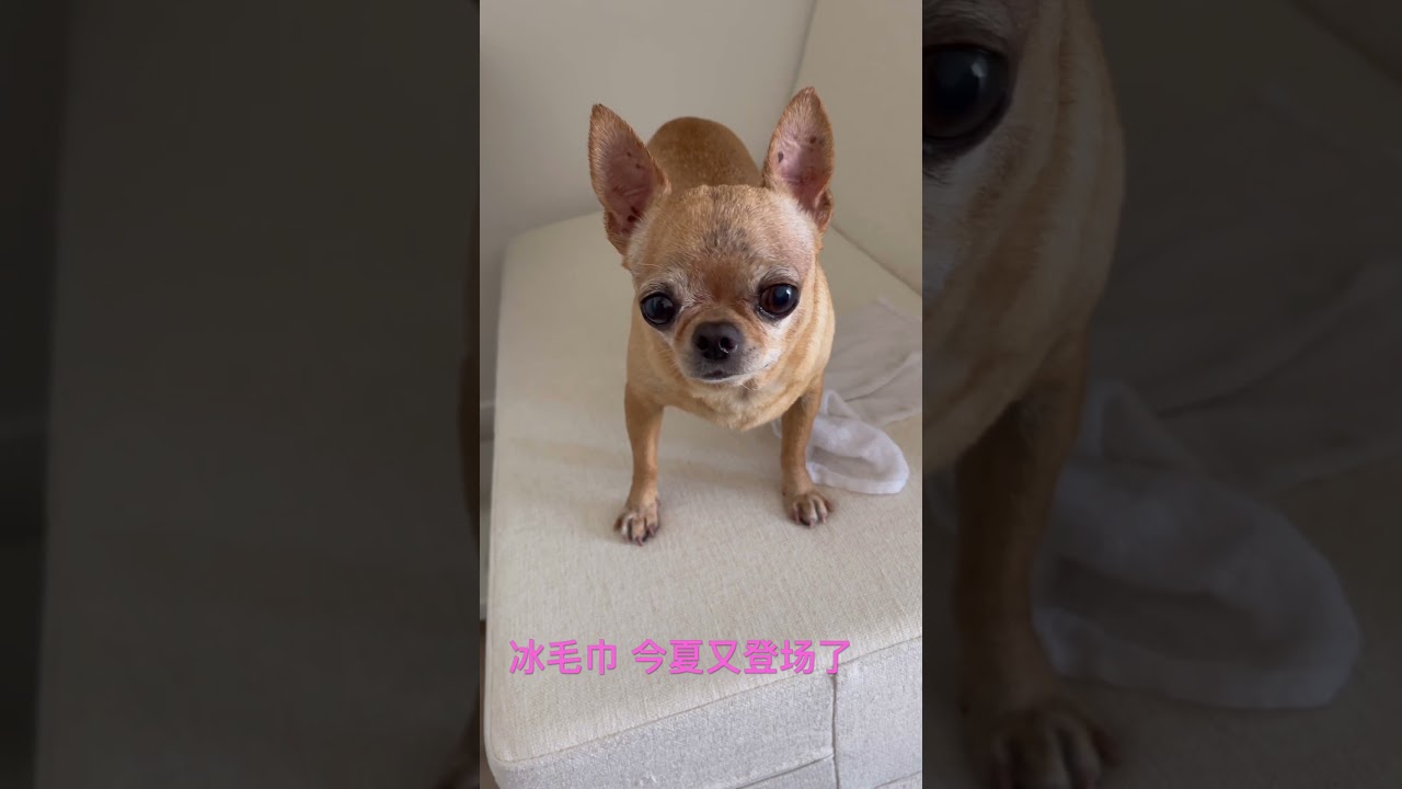 #chihuahua #summer