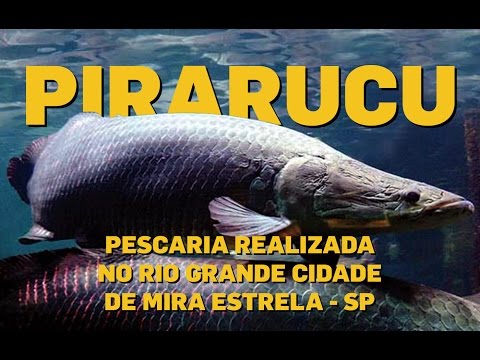 PIRARUCU no Rio Grande