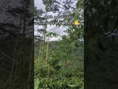 Nada dering apk DANA bikin KEREENNN..