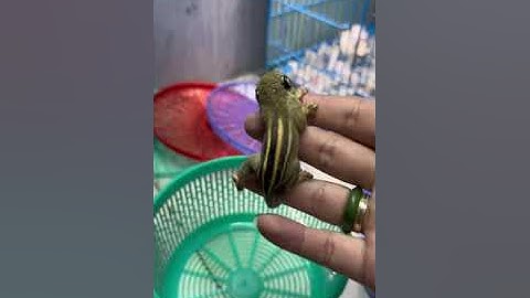 Sóc Nhen rất khoa nuôi - Trương Tuấn Sóc Cảnh