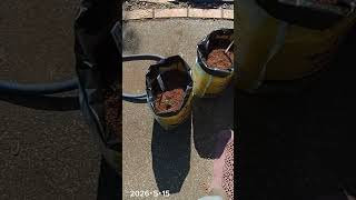 ⑤【手遅れ?のカルビー】 #カルビーポテトバッグ
