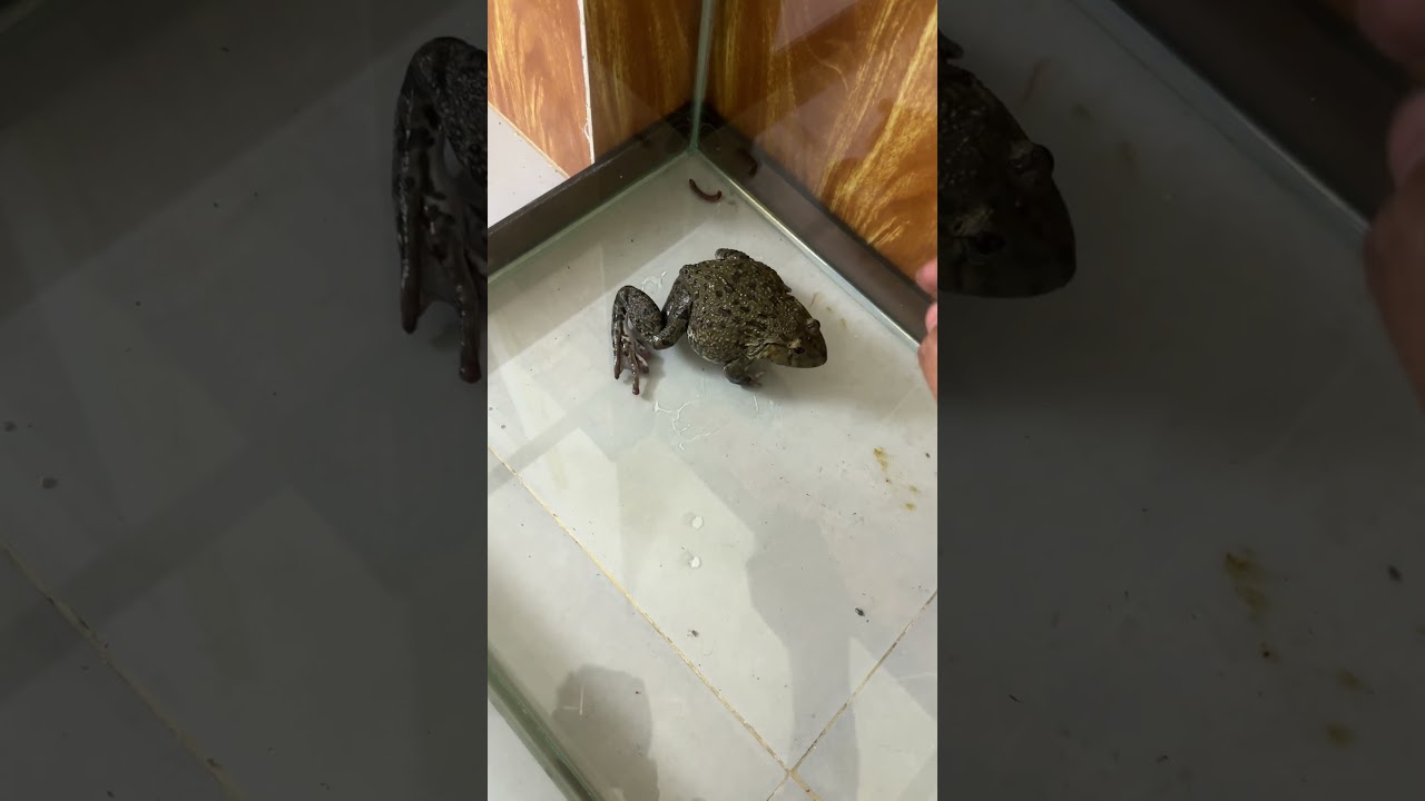 Frog’s Funny Adventure 🌿 