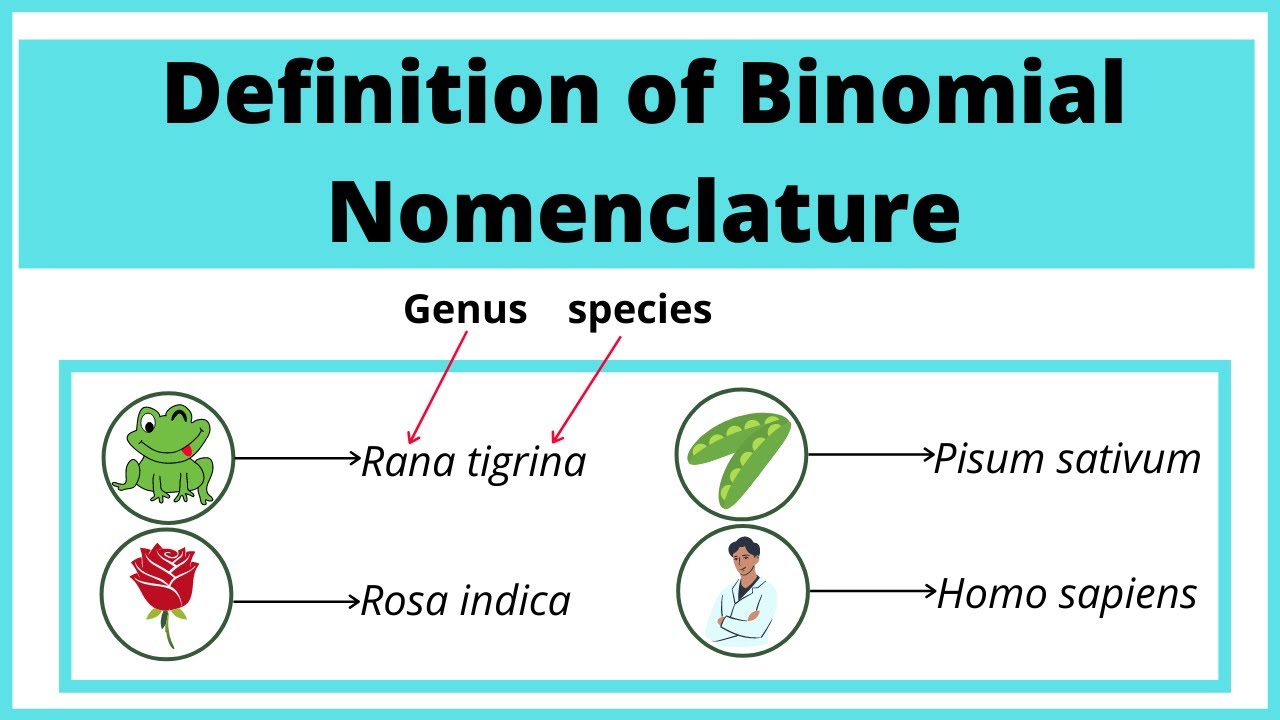 Definition of Binomial Nomenclature  with Examples  Biology