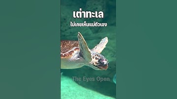 10 เรื่องเศร้าๆ ของสัตว์  #viral #shorts