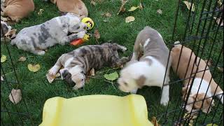 Puppies for sale on Lancaster Puppies com