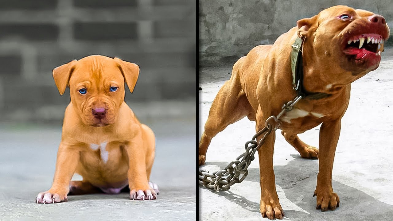 ANTES Y DESPUÉS DE ANIMALES CRECIENDO. INCREÍBLES TRANSFORMACIONES DE ANIMALES