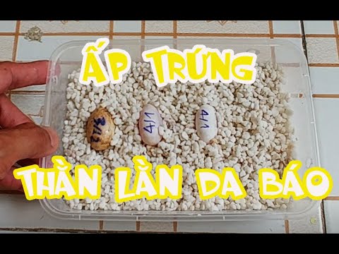 cách ấp trứng thằn lằn