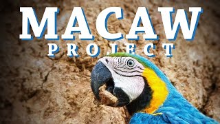 The Macaw Project | Official Trailer