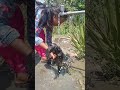 #minivlog #villagelife