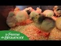 Closion des oeufs en couveuse et mise des poussins en leveuse  conseils de la ferme de beaumont