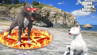 Beyaz Pi̇tbull Jack Babasi Kara Belayla Dövüşüyor - Gta 5 Pi̇tbullun Hayati